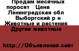 Продам месячных поросят › Цена ­ 5 000 - Ленинградская обл., Выборгский р-н Животные и растения » Другие животные   